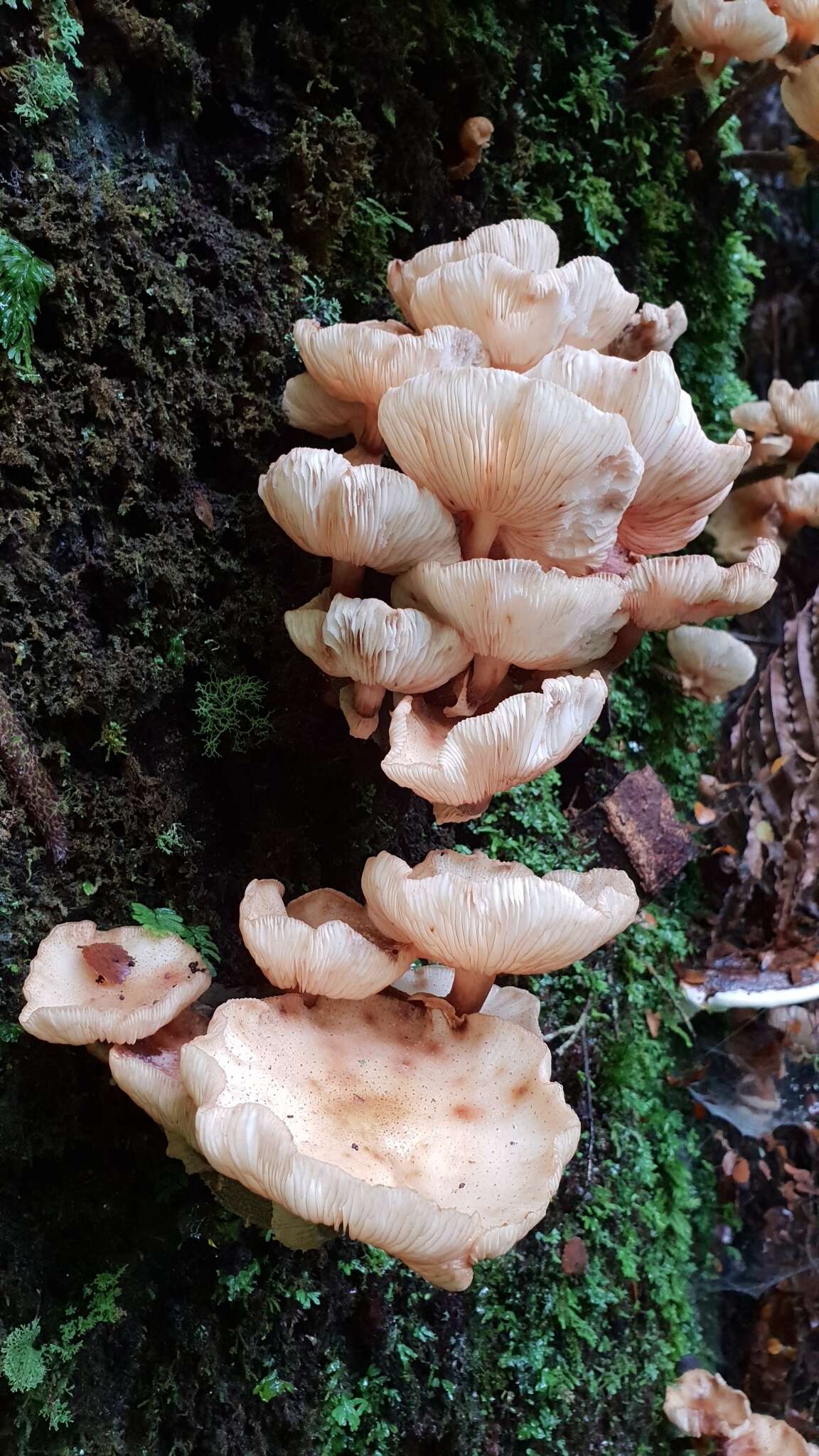 Image of Armillaria limonea (G. Stev.) Boesew. 1977