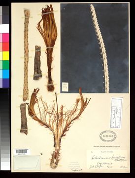 Image of <i>Selenicereus brevispinus</i> Britton & Rose