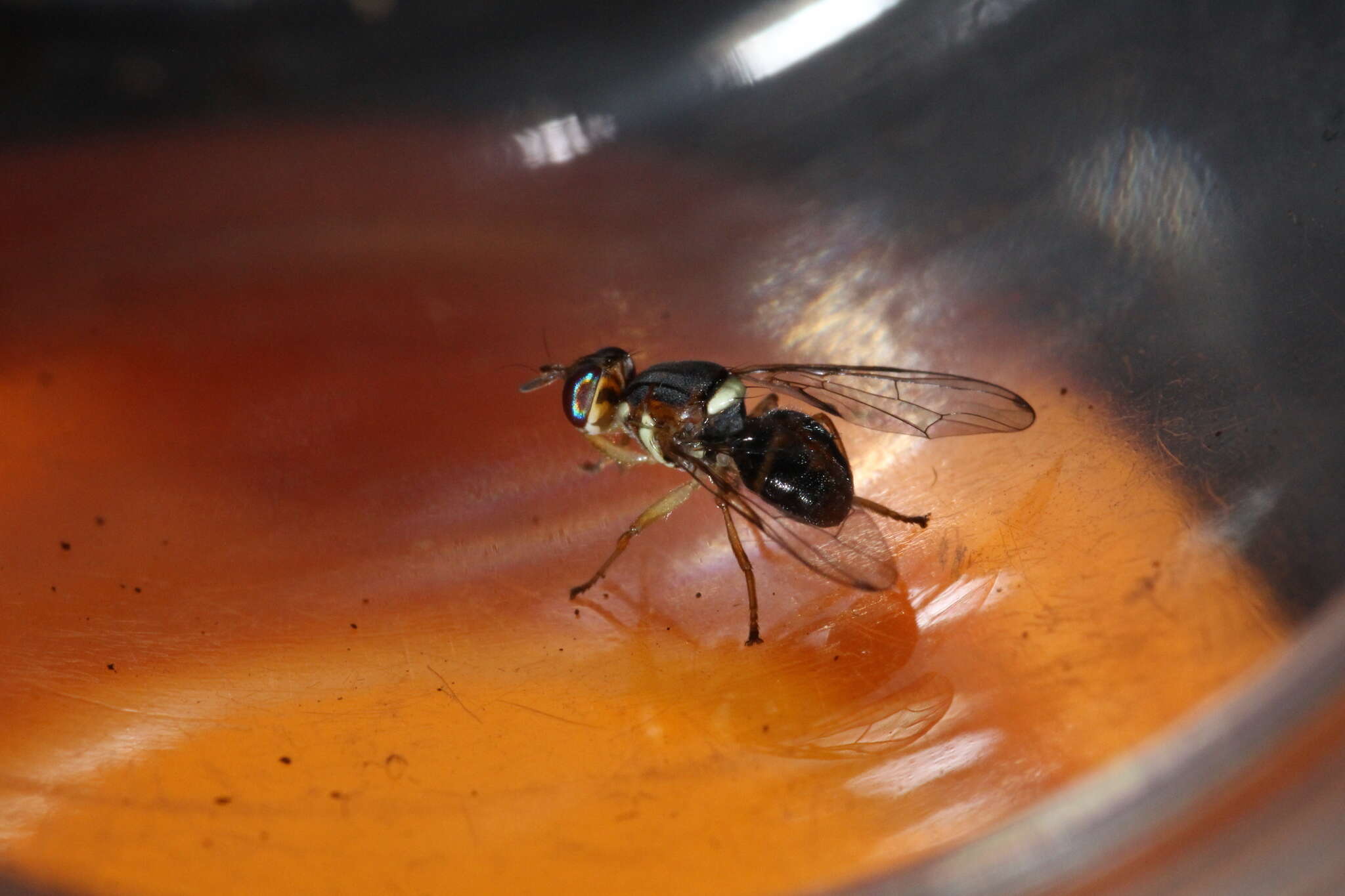 Image of Olive Fruit Fly