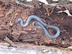 Image of Small-eyed Snakes