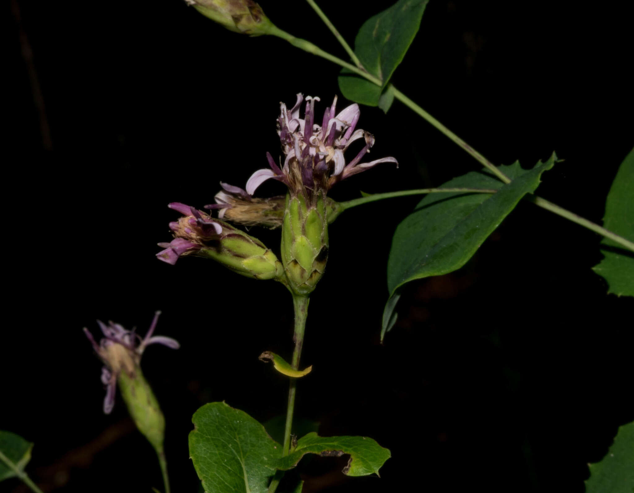 Image of Acourtia patens (A. Gray) Reveal & R. M. King