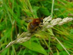 Sericomyia superbiens (Muller 1776) resmi