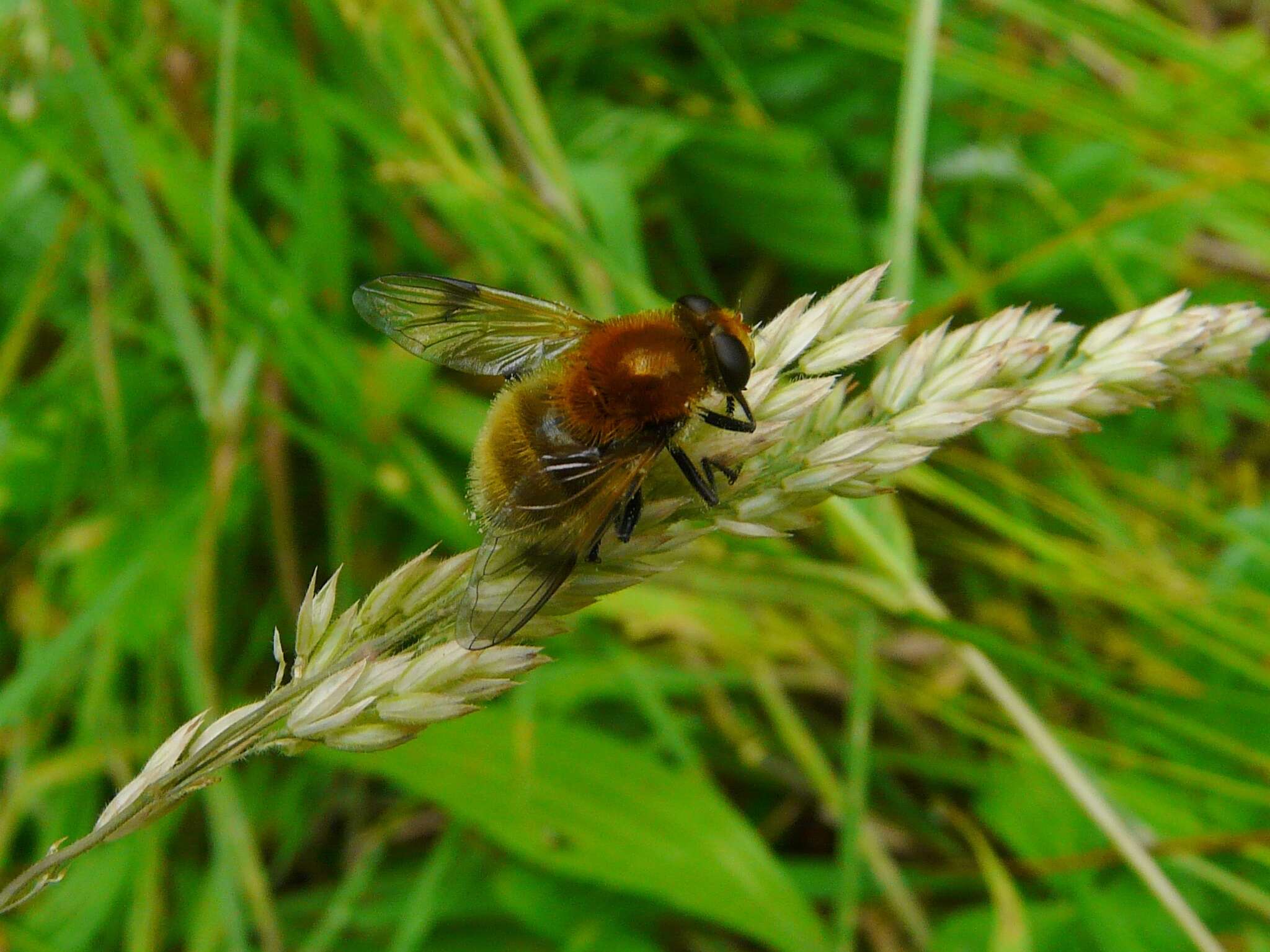 Sericomyia superbiens (Muller 1776) resmi