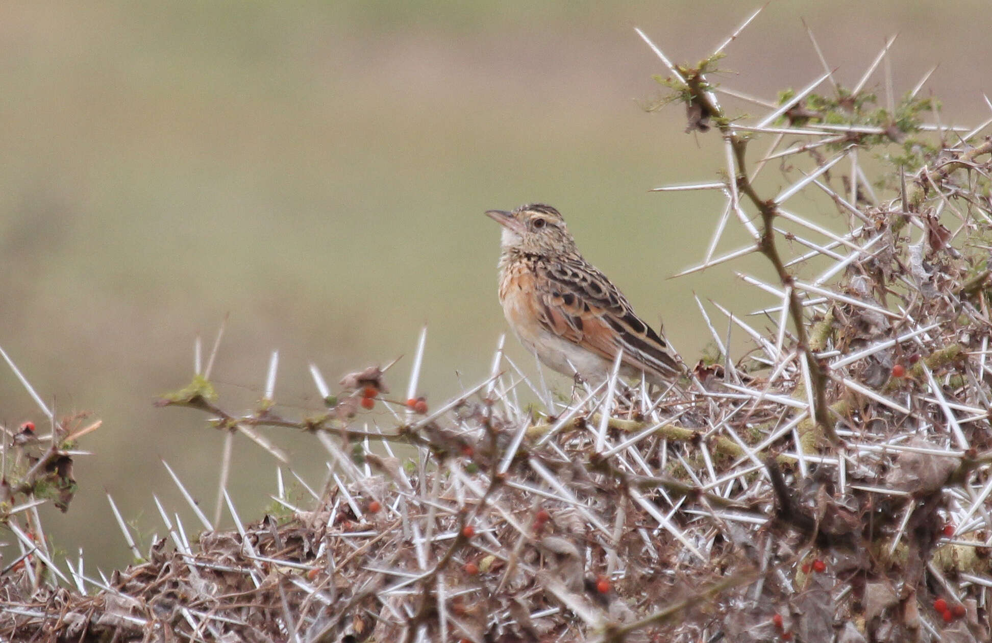 Image of Rufous-naped Lark