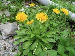 Image of Taraxacum alpicola Kitam.