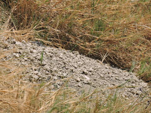 Image of Querétaro pocket gopher