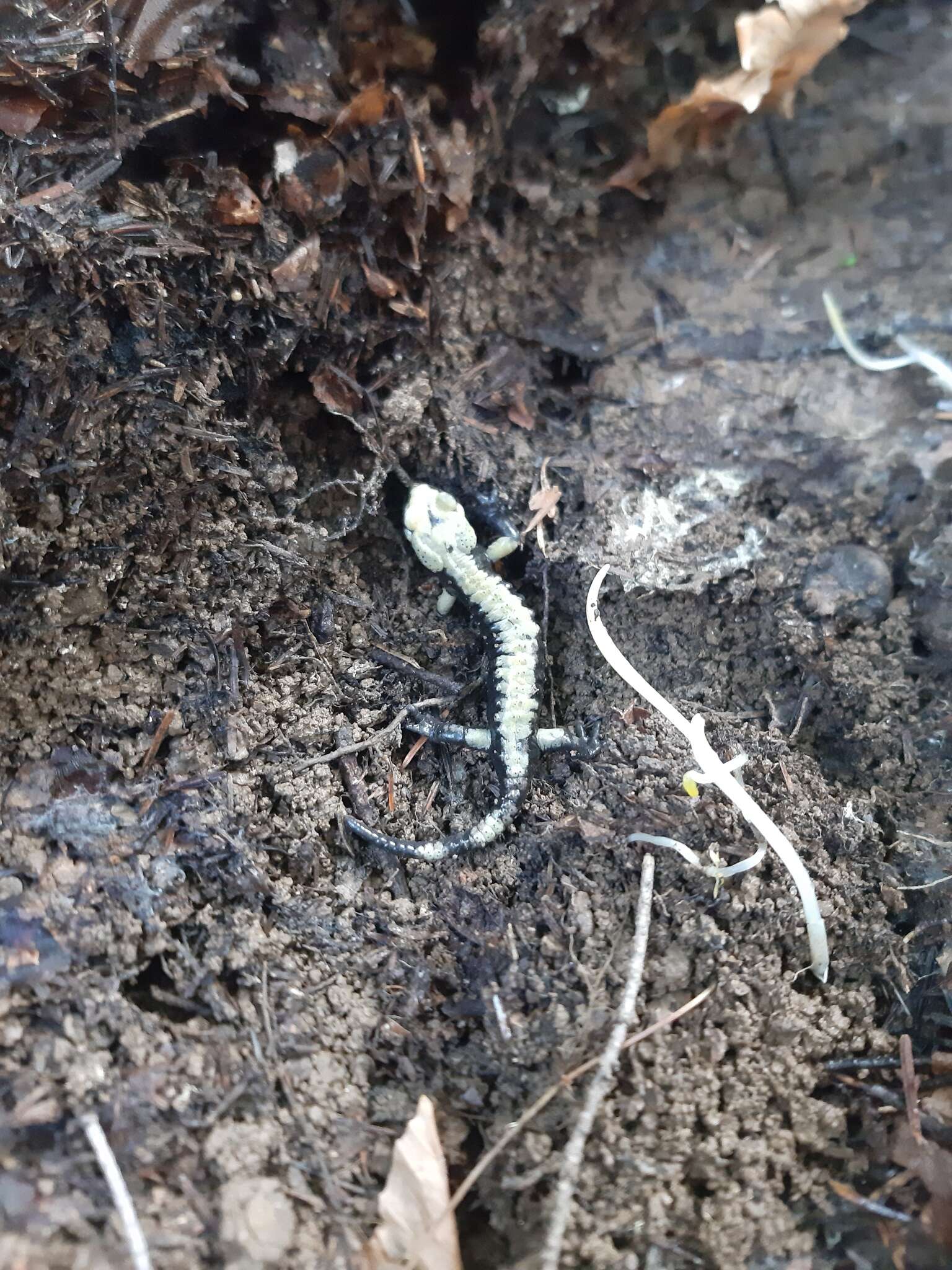 Image of Alpine Salamander