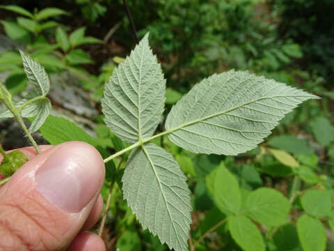 Image of grayleaf red raspberry