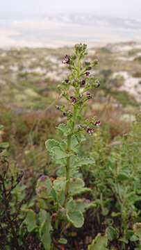 Image of Scrophularia frutescens L.