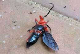 Image of Stenoderus concolor MacLeay 1826