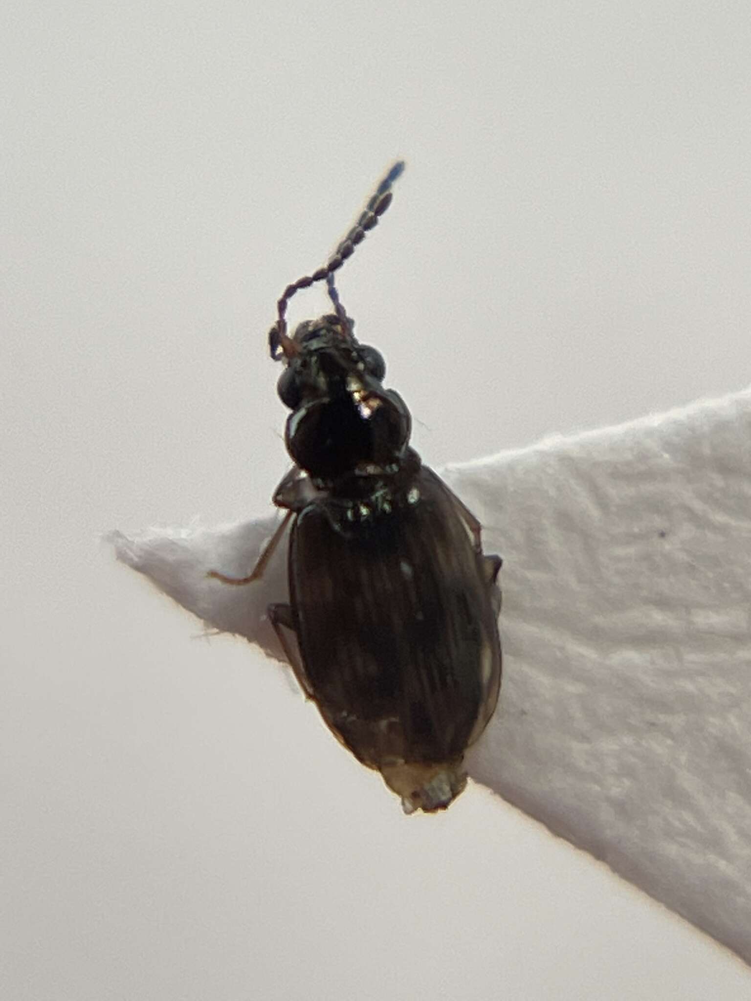 Bembidion (Furcacampa) impotens Casey 1918的圖片