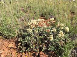 Image of James' buckwheat