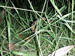 Image of Danube Crested Newt