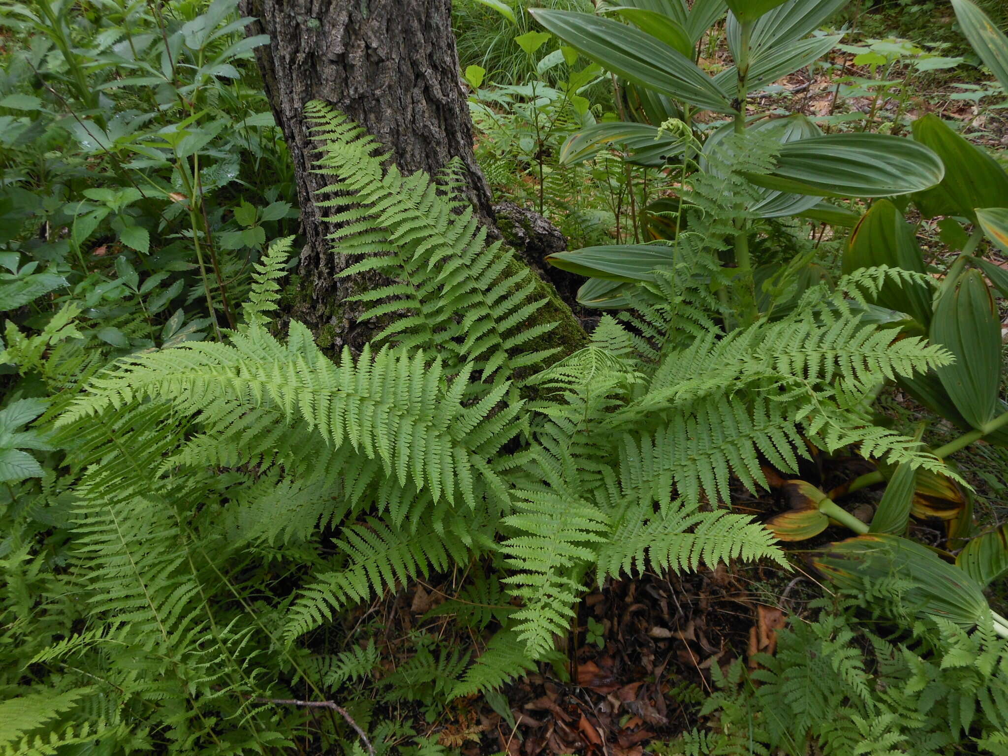 Image of Coryphopteris nipponica (Franch. & Sav.) S. E. Fawc. & A. R. Sm.