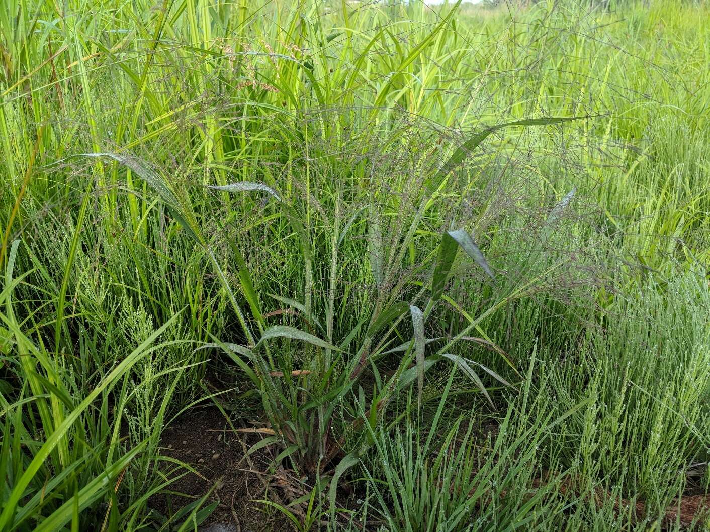 Image of witch grass