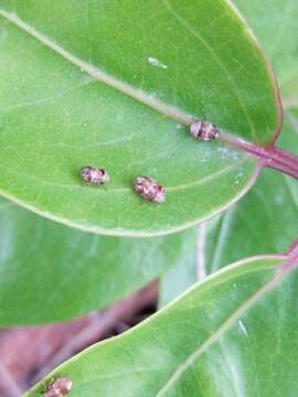 صورة Clastoptera undulata Uhler 1864