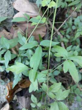 Image of Clematis formosana Kuntze