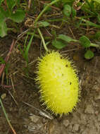 Image de Cucumis zeyheri Sond.