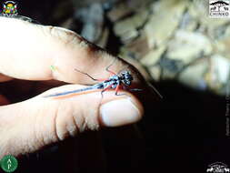 Image de Oxythemis phoenicosceles Ris 1909