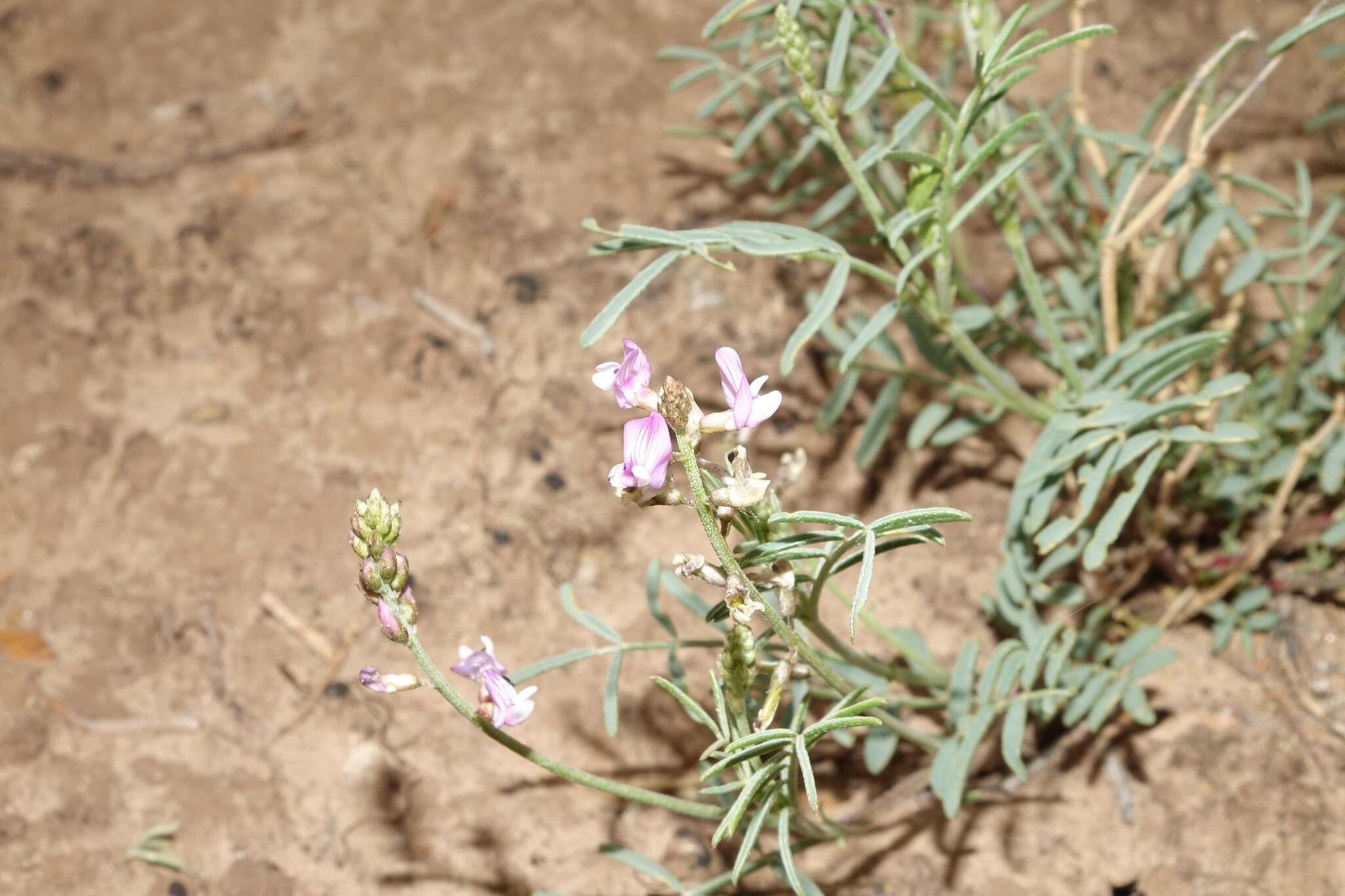 Image of Fort Wingate milkvetch