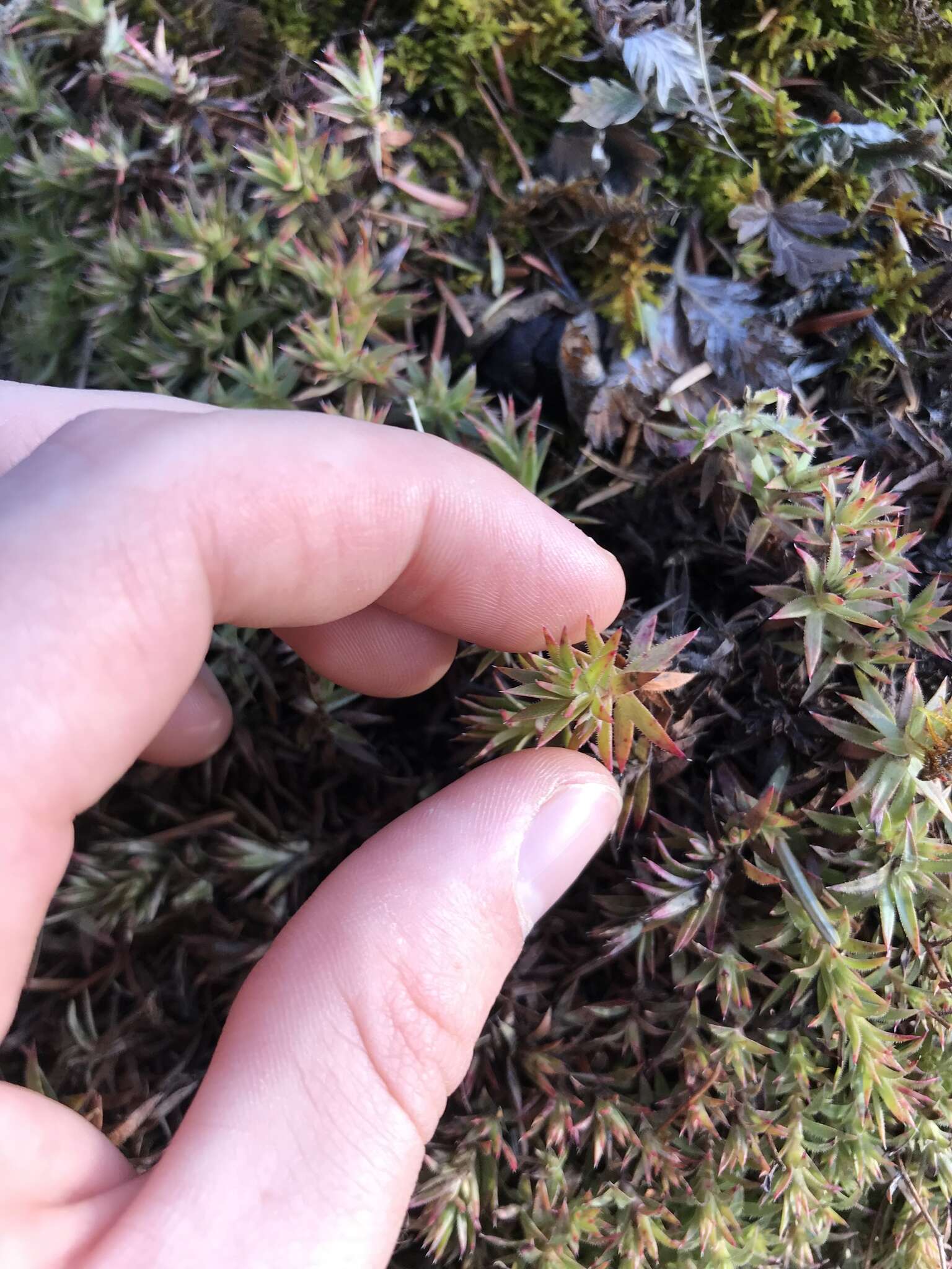 Image of Matted Saxifrage