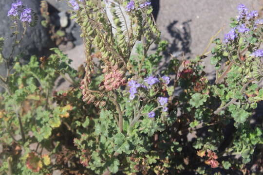 Phacelia scariosa Brandegee的圖片