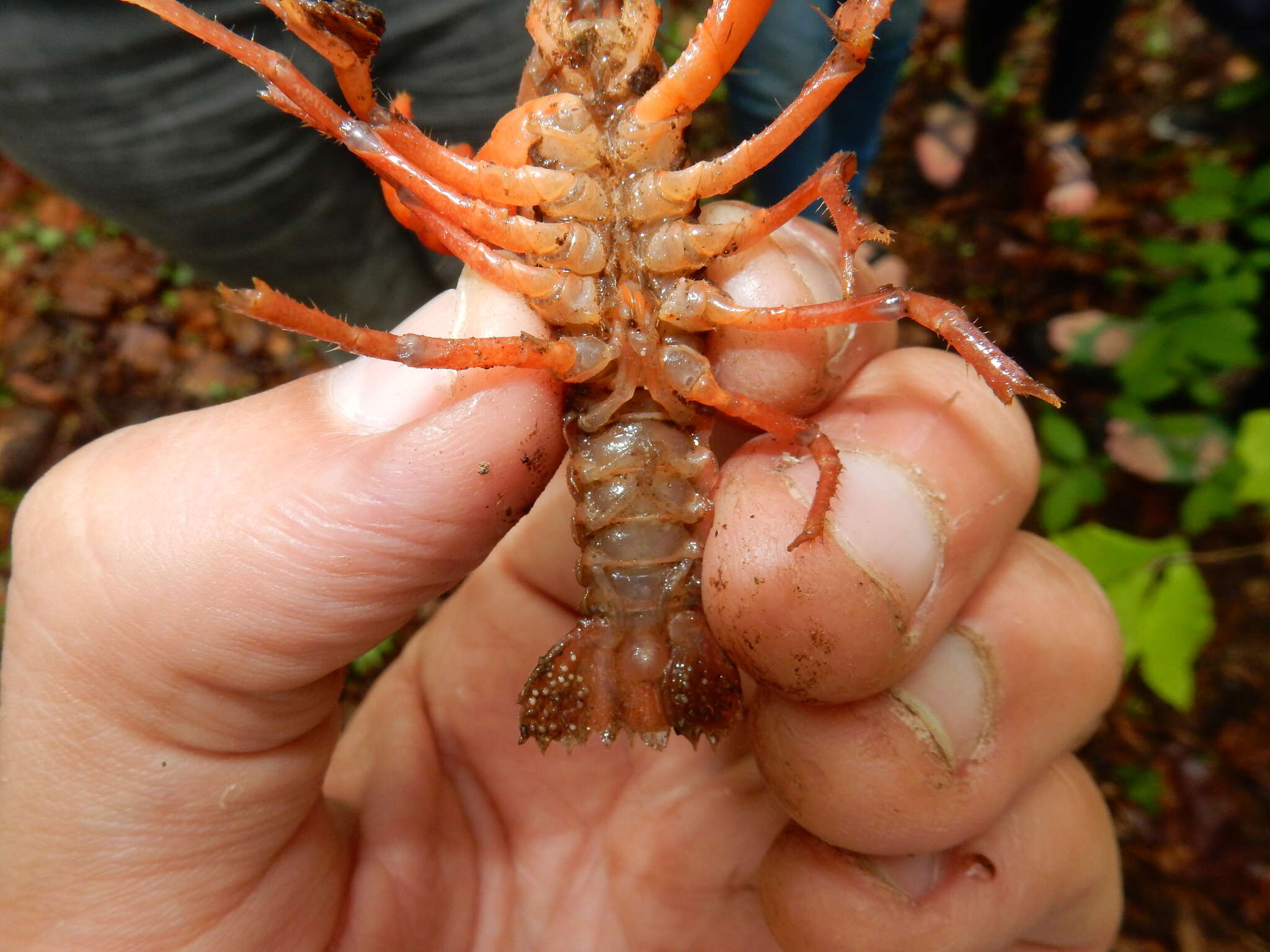 Image of Cambarus carolinus (Erichson 1846)