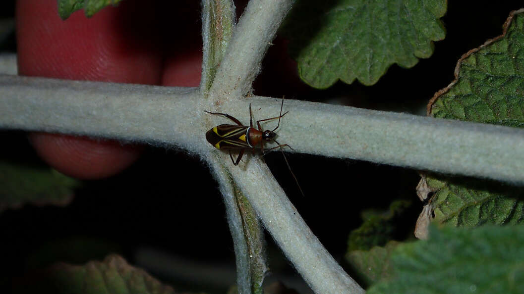 Image of Closterocoris amoenus (Provancher 1887)