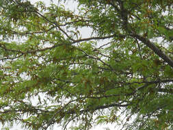 Image of Gleditsia triacanthos f. inermis (L.) C. K. Schneid.