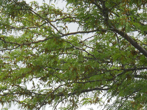 Image of Gleditsia triacanthos f. inermis (L.) C. K. Schneid.