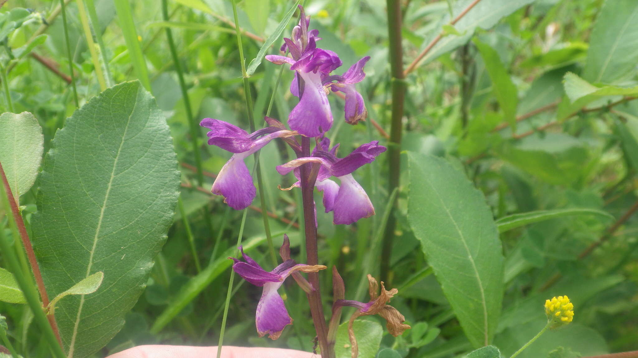 Image of Anacamptis alata (Fleury) H. Kretzschmar, Eccarius & H. Dietr.