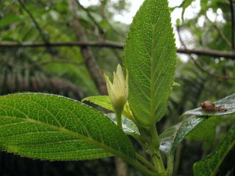 Sivun Cyrtandra spathulata H. St. John kuva