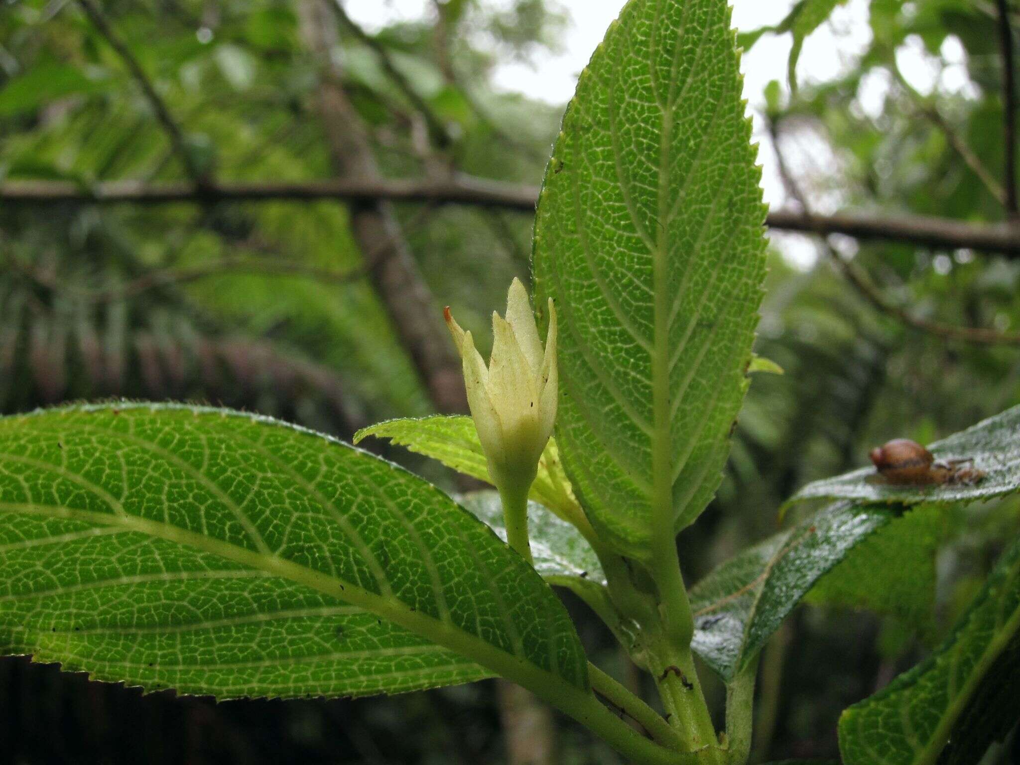 Image of Spoon-Leaf Cyrtandra