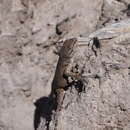 Image of Northern Snub-nosed Lizard
