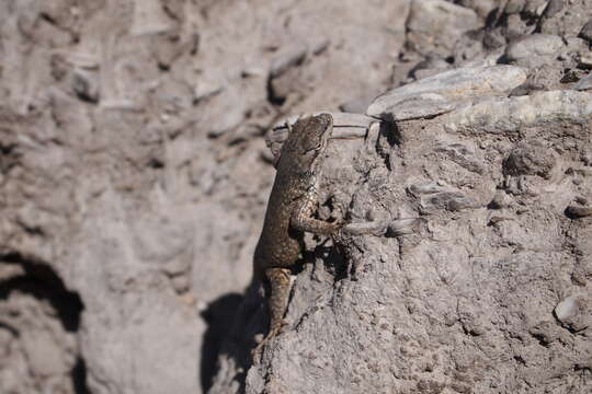 Image of Northern Snub-nosed Lizard