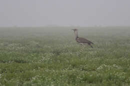 Image of Kori Bustard