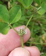 Image de Trifolium glomeratum L.