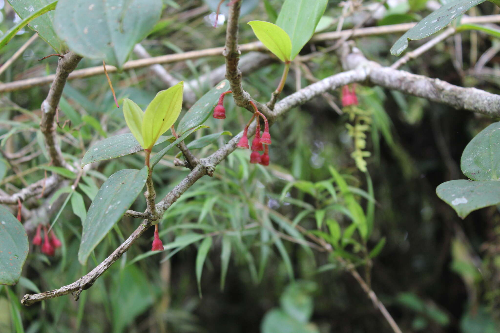 Image of Medinilla fuchsioides Gardn.