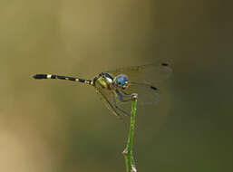 Tetrathemis irregularis Brauer 1868 resmi