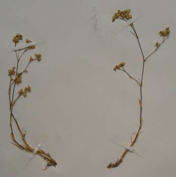 Image of Minuartia setacea (Thuill.) Hayek