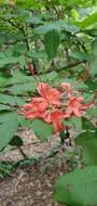 صورة Rhododendron prunifolium (Small) Millais