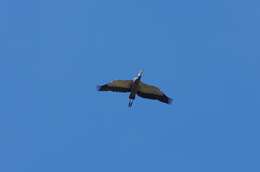 Image of Black-headed Heron