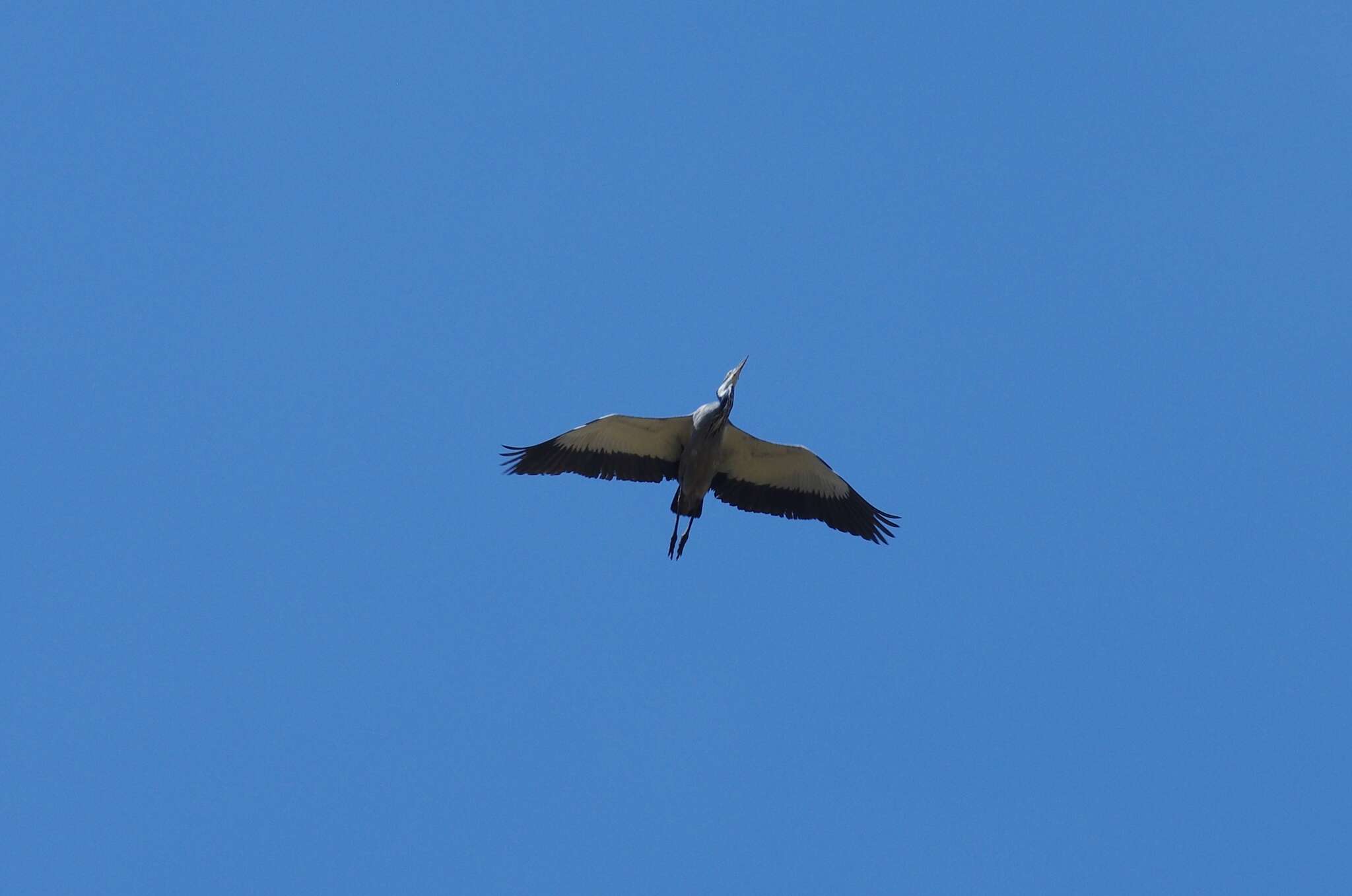 Image of Black-headed Heron