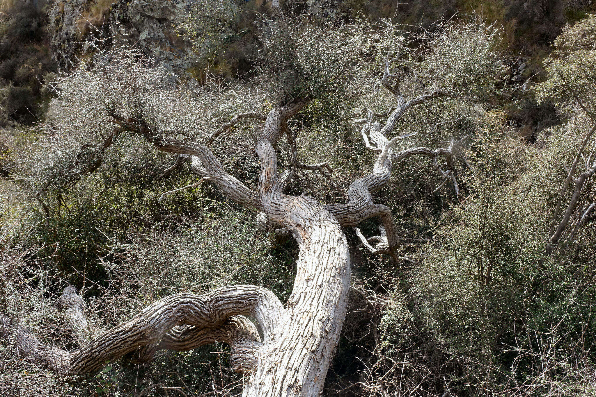 Image of Olearia fimbriata M. Heads