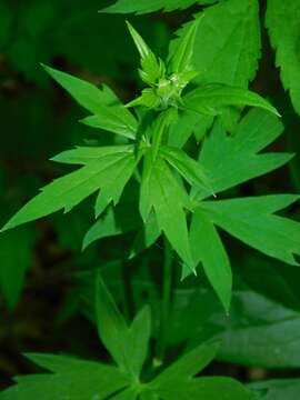 Imagem de Aconitum reclinatum A. Gray