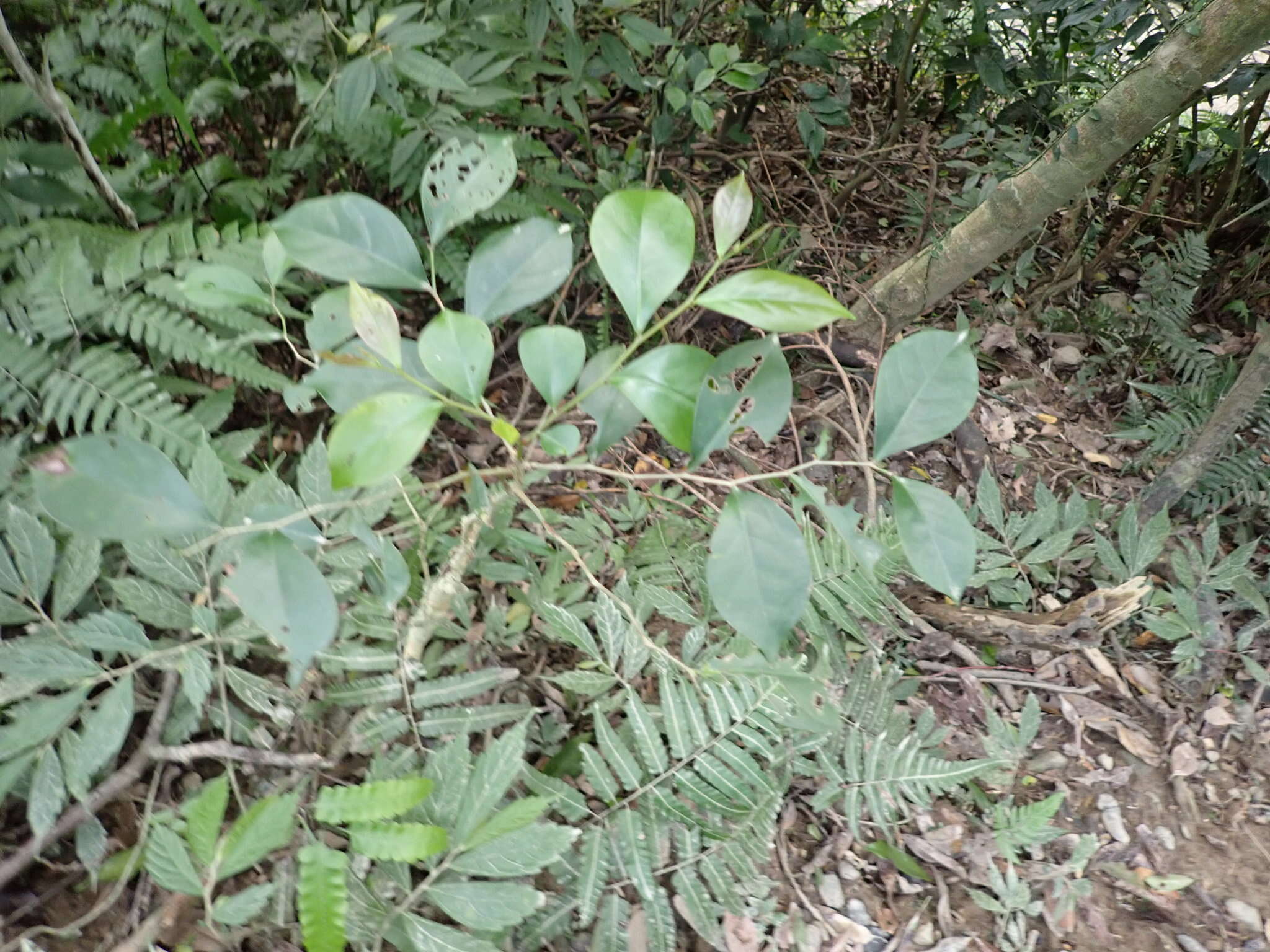 Слика од <i>Glochidion rubrum</i>