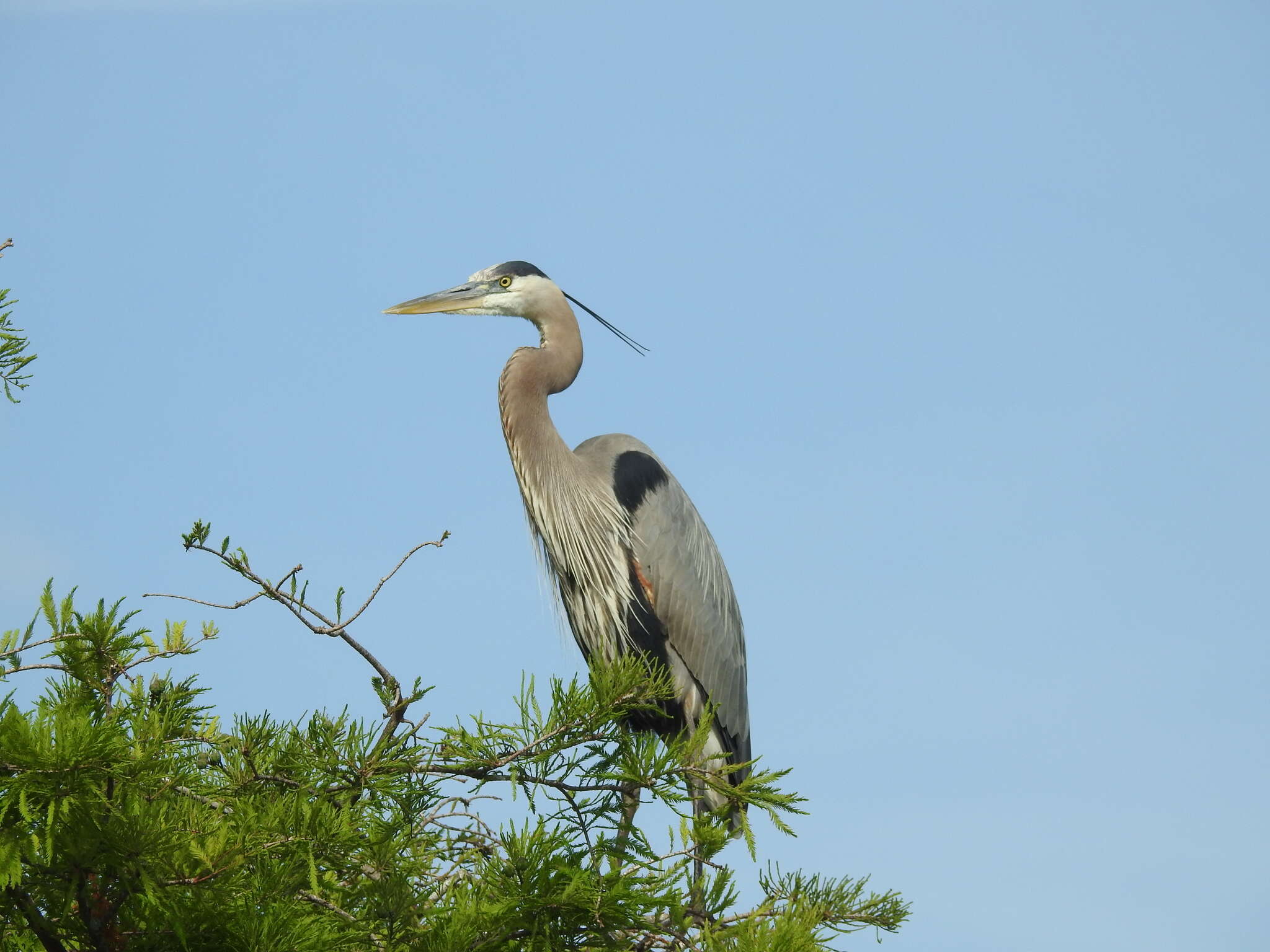 Image of Ardea herodias wardi Ridgway 1882