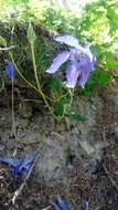 Aquilegia alpina L. resmi