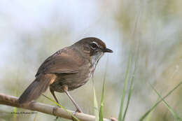 Imagem de Pellorneum palustre Gould 1872