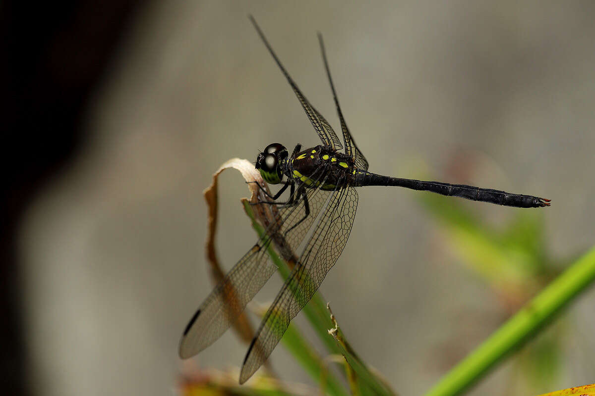 Image of Agrionoptera longitudinalis Selys 1878